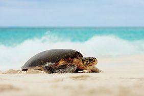 Fregate Island Private, un htel de luxe co-engag