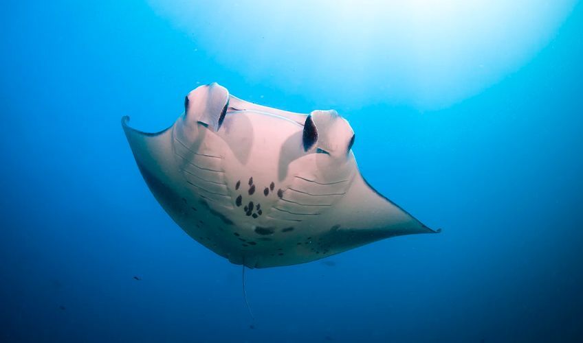 raie manta dans l'atoll de Gaafu Alifu aux Maldives