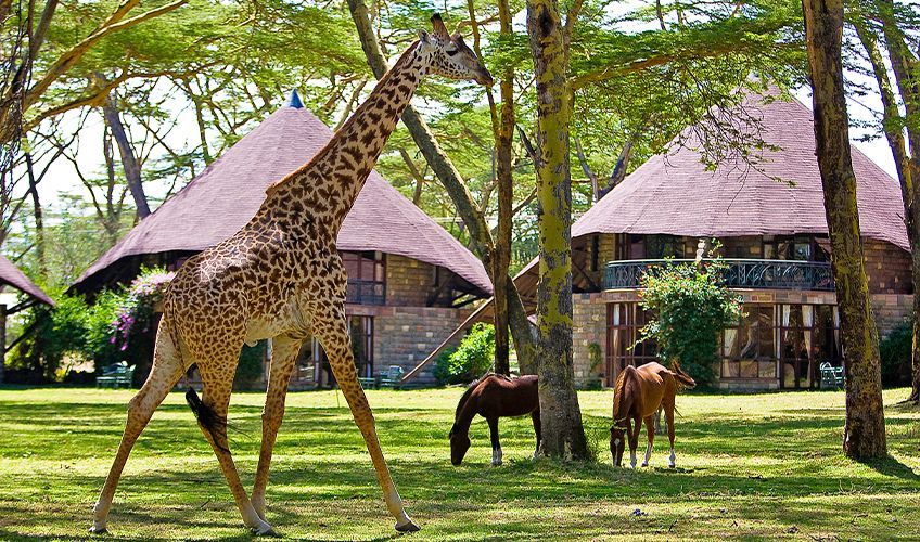 girage dans le jardin d'un hôtel au lac Naivasha au Kenya