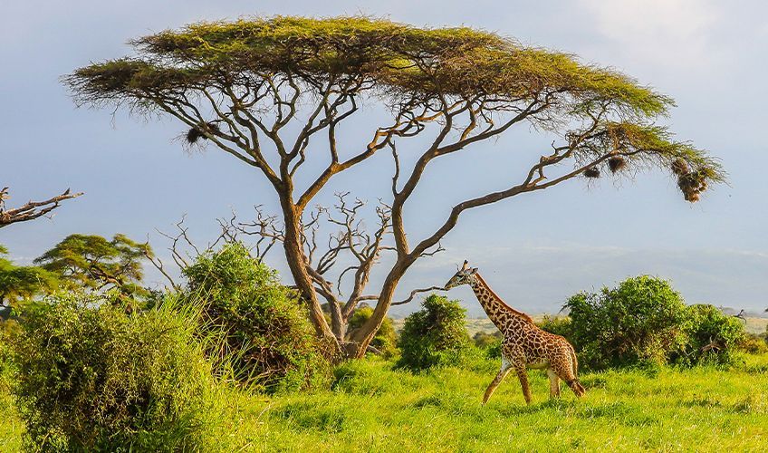 girafe dans la savane au Kenya
