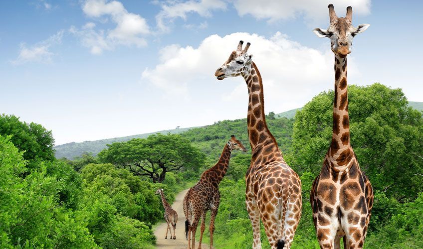 girafes dans le parc Kruger en Afrique du Sud