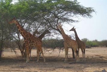 girafes à Sir Bani Yas girafes à Sir Bani Yas