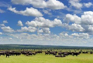 Observation des gnous dans les plaines du Serengeti Gnous plaine du Serengeti