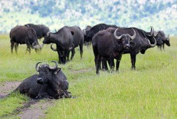 Partez à la rencontre des gnous en Tanzanie Gnous Tanzanie
