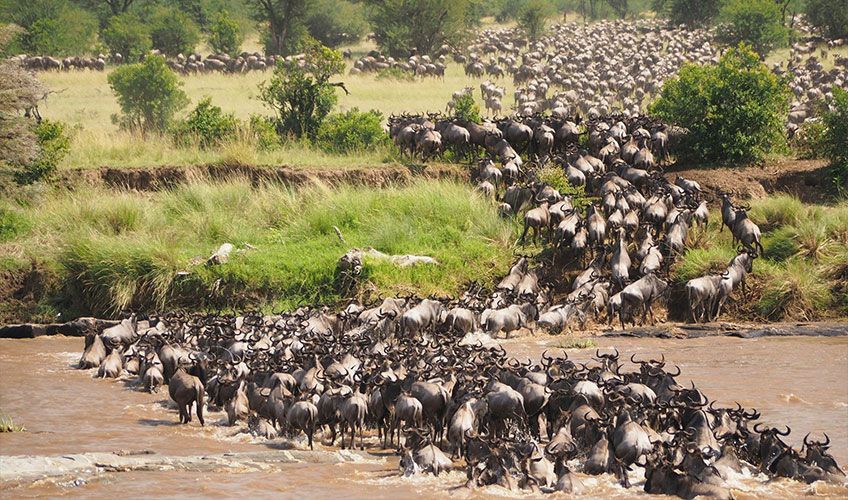 grande migration de gnous traversant une rivire dans le parc du Masai Mara en Tanzanie