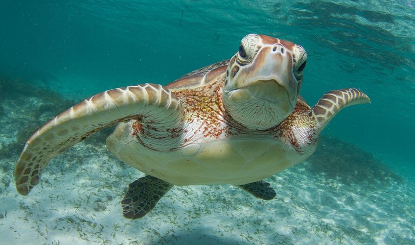 gros plan de tortue aux Seychelles