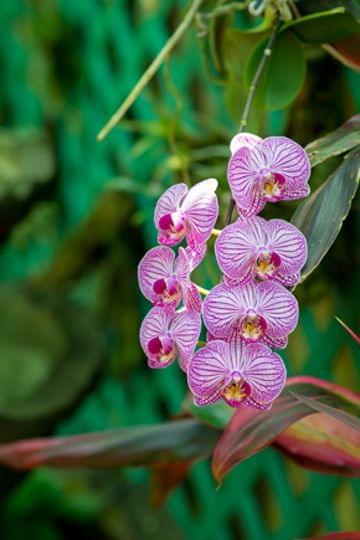 fleurs jardin guadeloupe