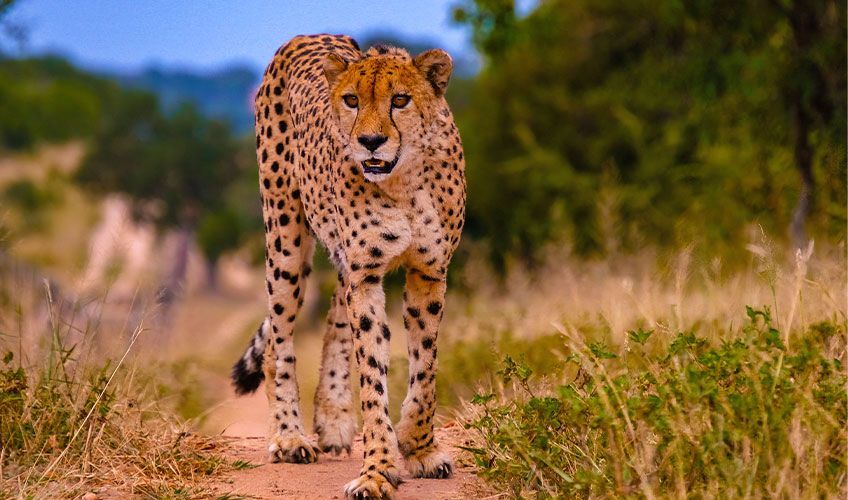 gu�pard dans le parc Kruger en Afrique du Sud