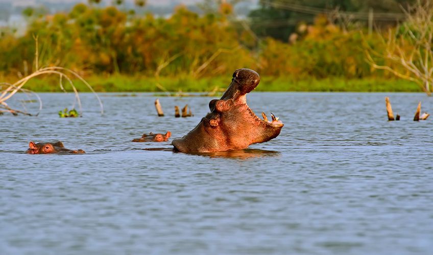 hippopotame dans le lac Naivasha au Kenya