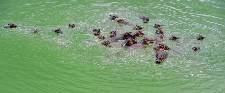 hippopotames safari kenya