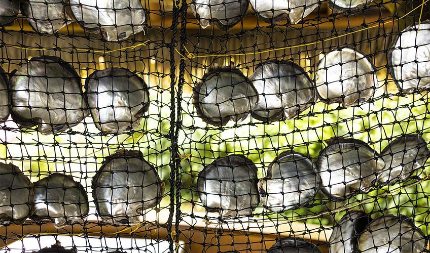 ferme perli�re � Huahine