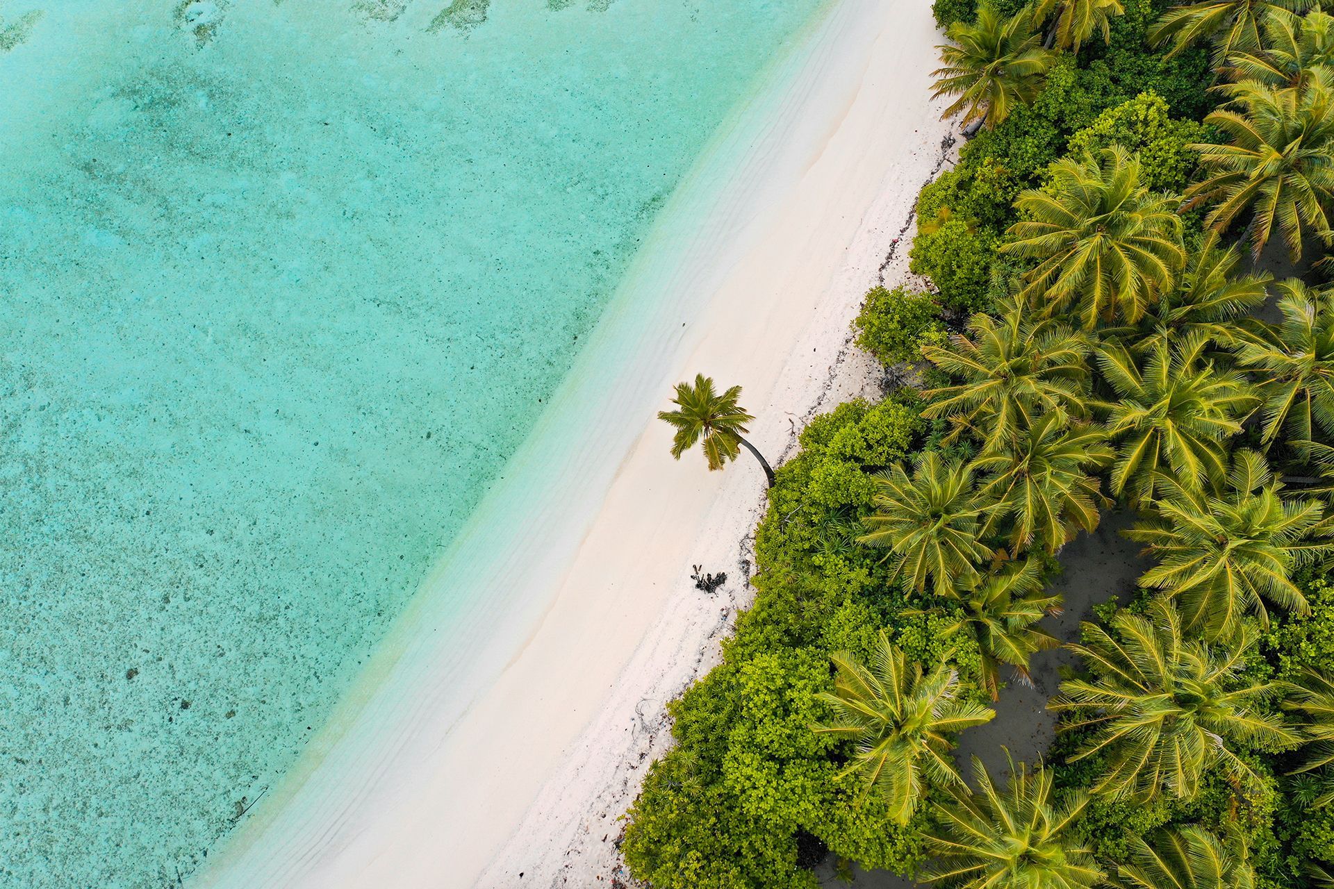 Les plus belles les paradisiaques  dcouvrir en voyage