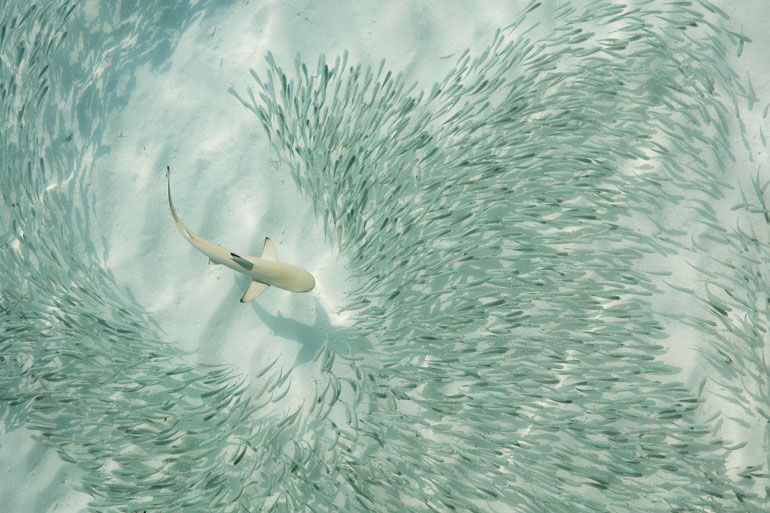 sun siyam iru fushi fonds marins maldives