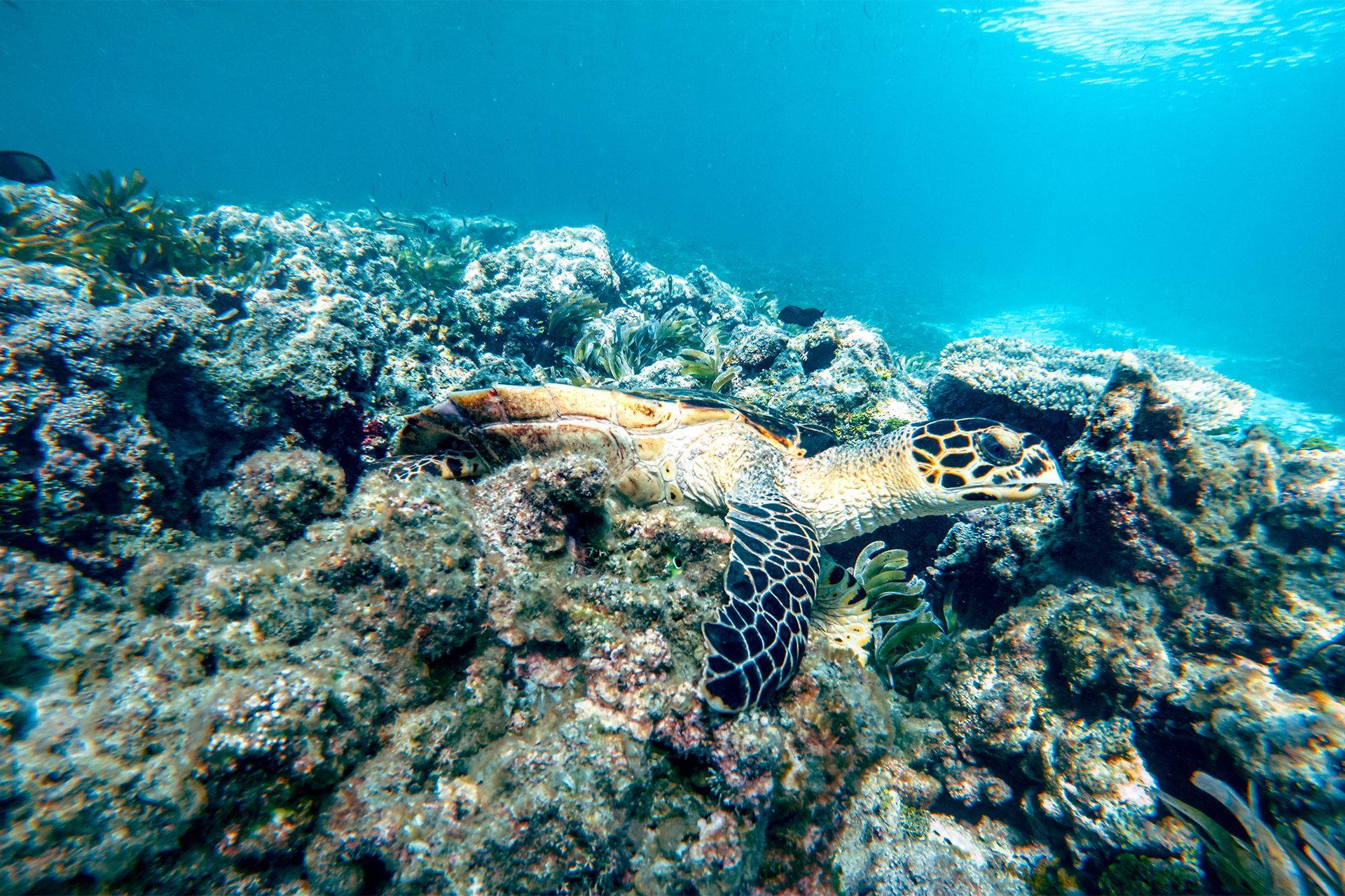 Nager avec les tortues aux Seychelles