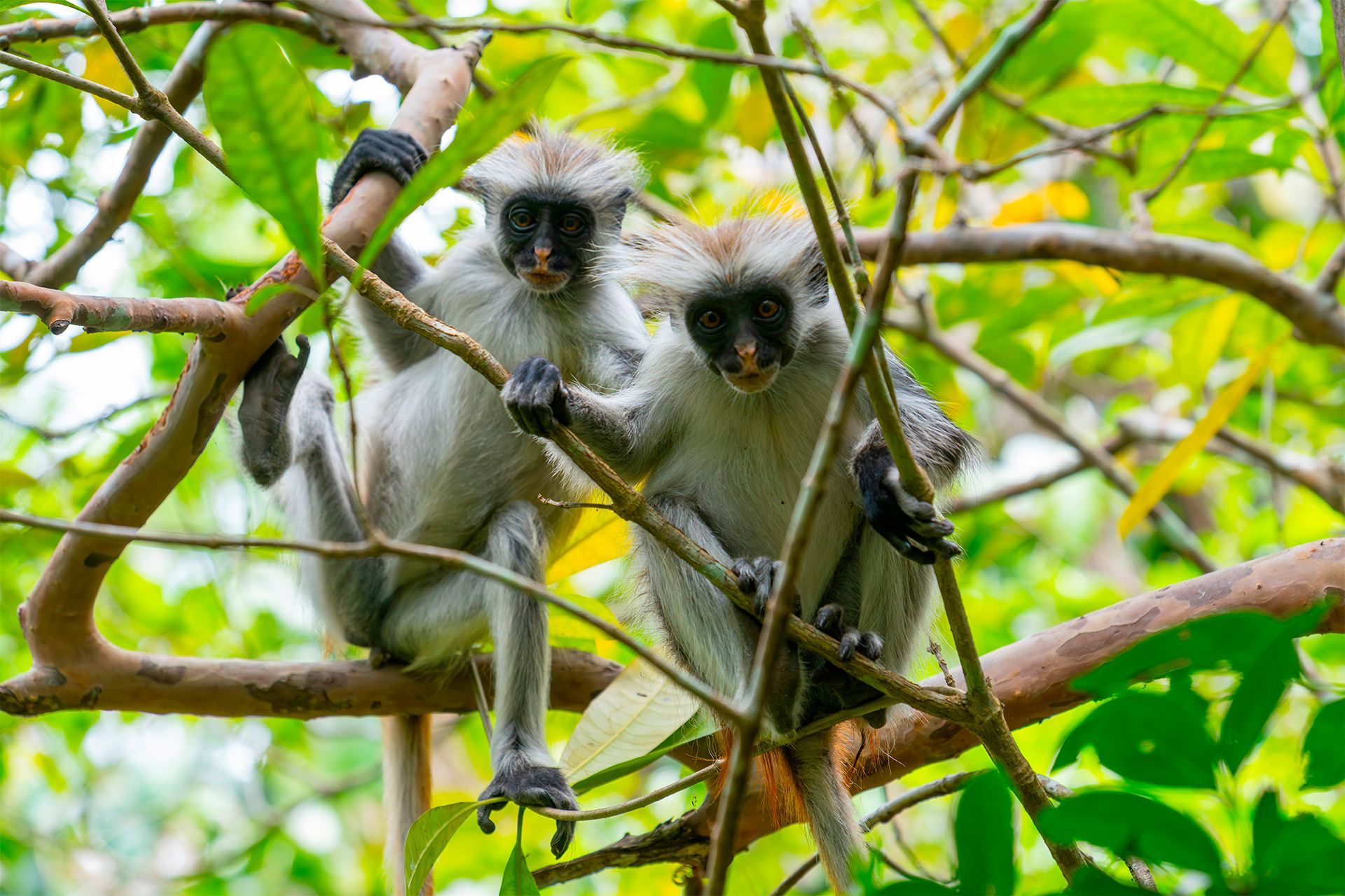 La forêt de Jozani, le poumon vert de Zanzibar
