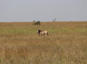 Laikipia, région écotouristique méconnue du Kenya