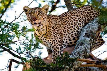 Un Léopard dans un parc en Tanzanie Léopard dans un parc en Tanzanie