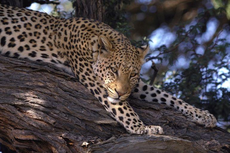leopard parc national elephants addo afrique du sud
