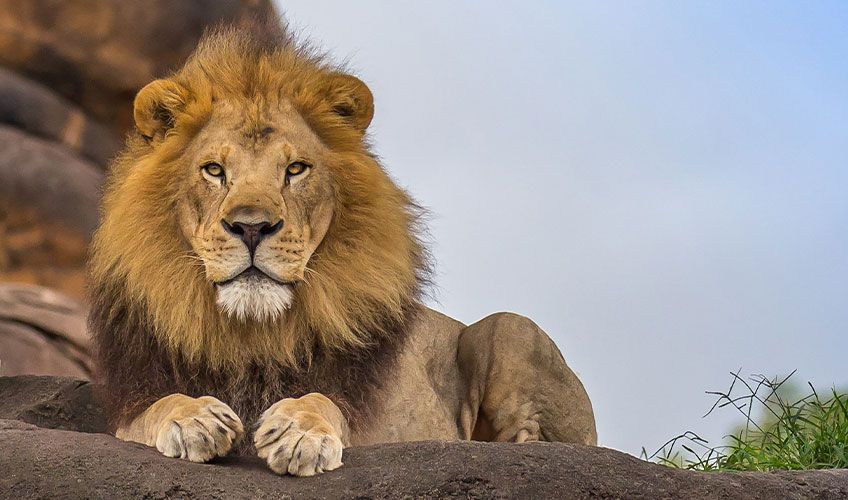 lion dans le parc Kruger en Afrique du Sud