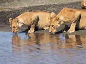 Insolite : les lions dans les arbres au Serengeti en Tanzanie !
