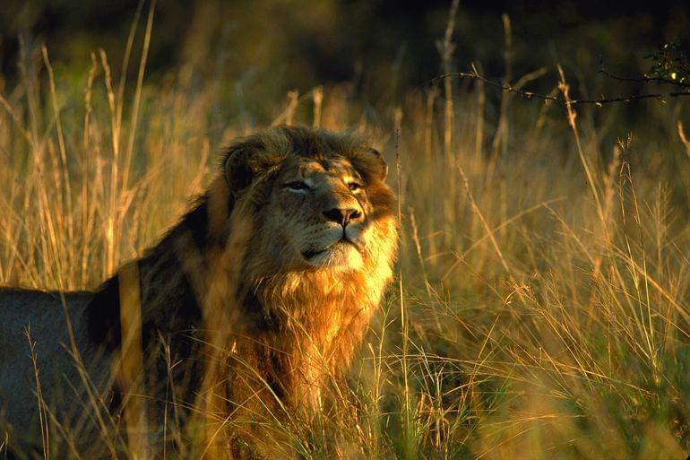 lion parc national elephants addo afrique du sud