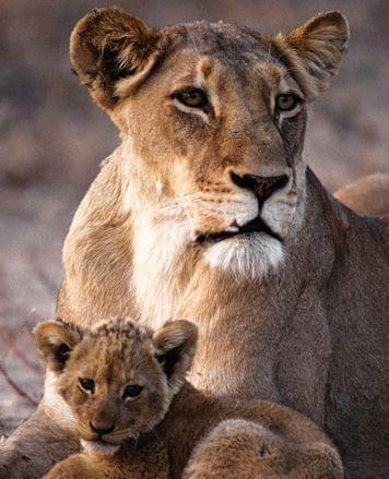 lionne serengeti lionne serengeti