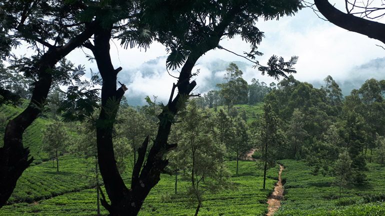 randonnee sri lanka lipton's seat