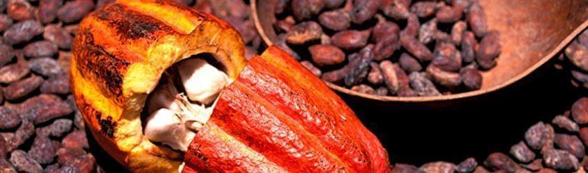 La Maison du Cacao en Guadeloupe