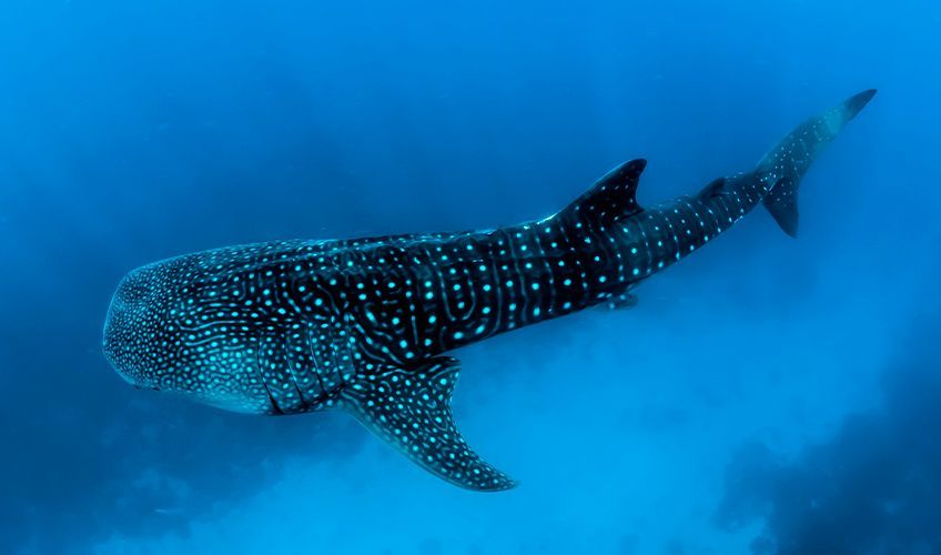 requin baleine dans les eaux des Maldives