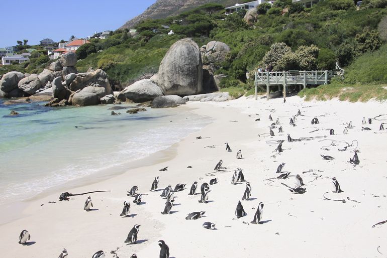 manchots afrique du sud