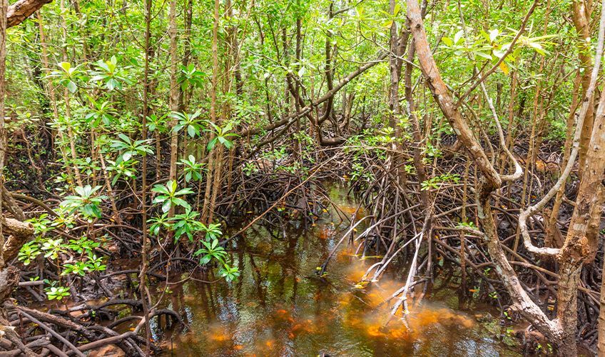 mangrove dans la forêt de Jozani à Zanzibar