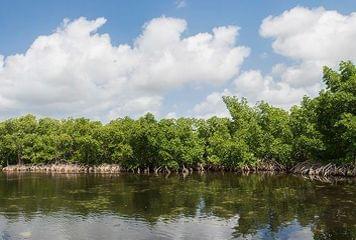 mangrove guadeloupe mangrove guadeloupe