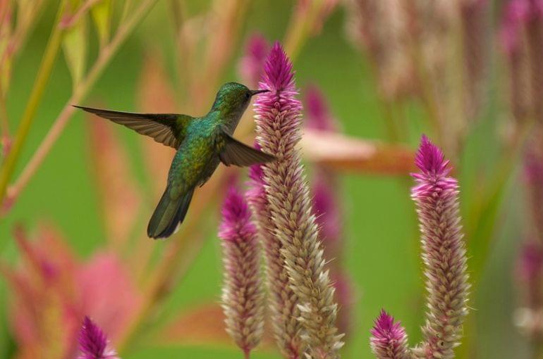 fleurs jardin martinique