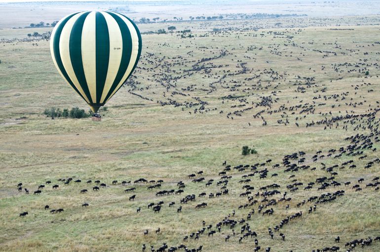 migration des gnous au kenya parc masai mara