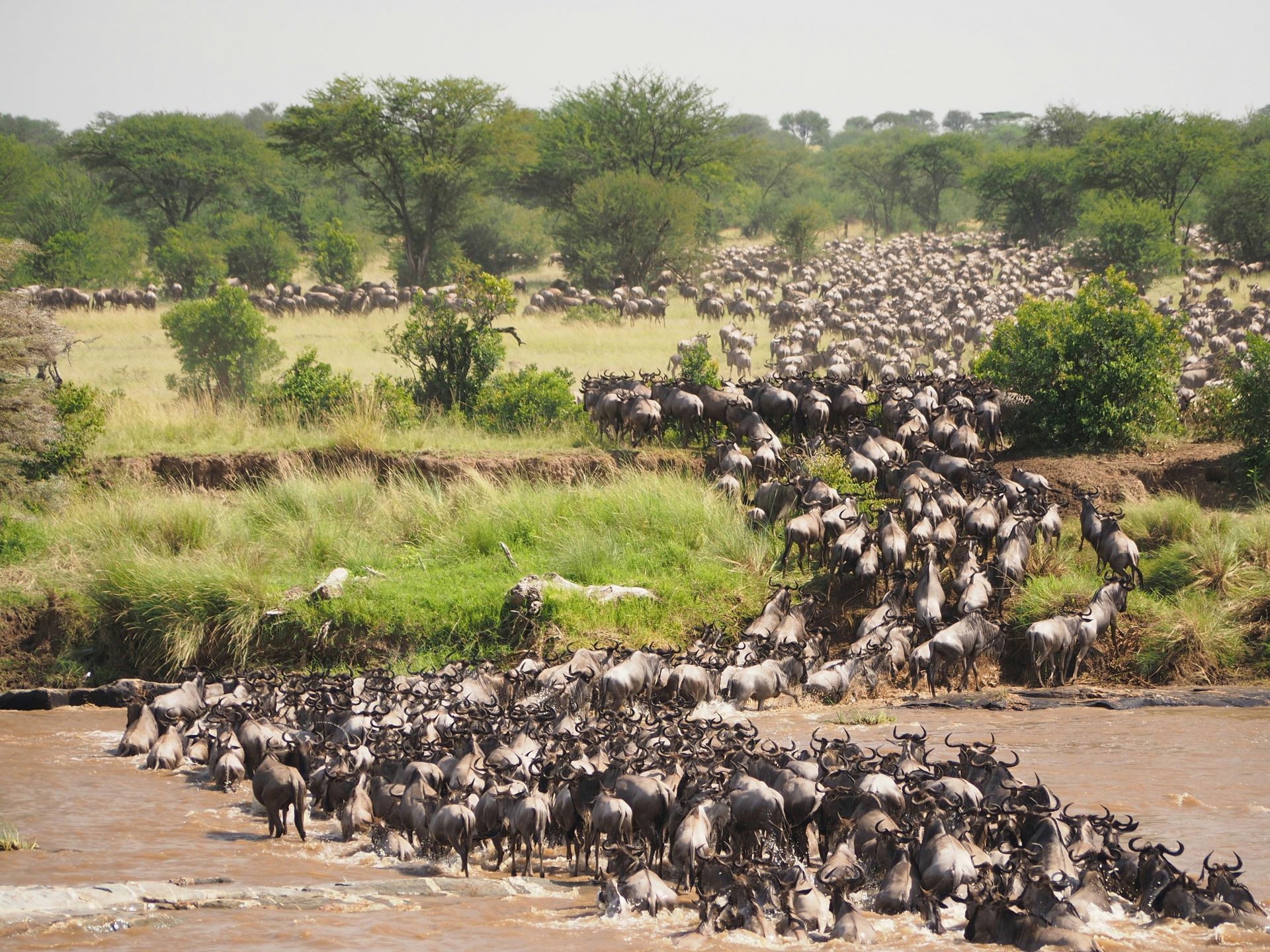 Pourquoi aller admirer la grande migration des gnous dans les plaines du Serengeti en Tanzanie ?
