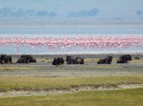 La grande migration dans le Masai Mara 