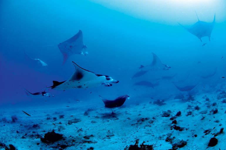 constance moofushi maldives
