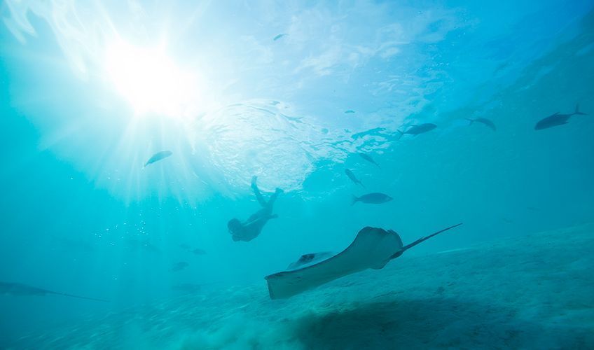 snorkeling avec les raies à Moorea
