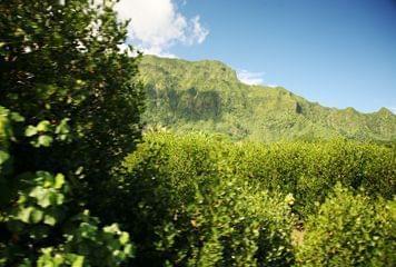 moorea moorea côté terre