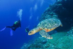 Nager avec les tortues aux Seychelles