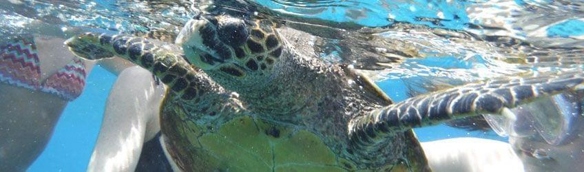 Expérience de rêve : nagez avec les tortues aux Seychelles !