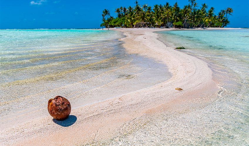 noix de coco sur une plage de Rangiroa