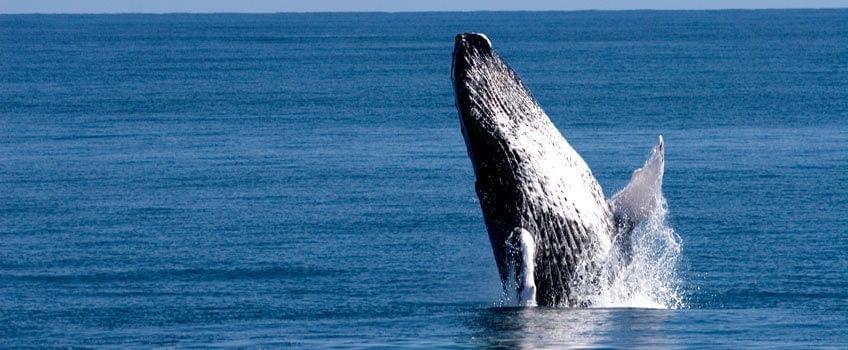 observation baleines samana republique dominicaine