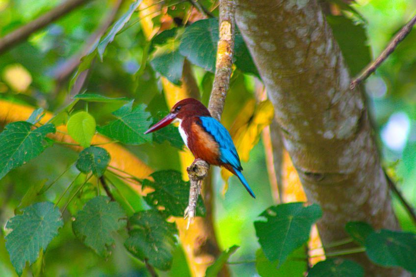 oiseau au Sri Lanka