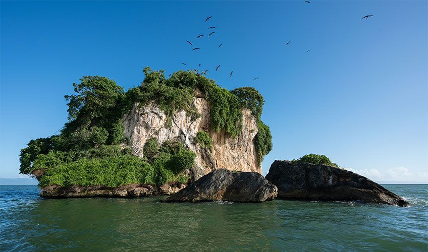 oiseaux dans le parc Los Haitises en R�publique Dominicaine