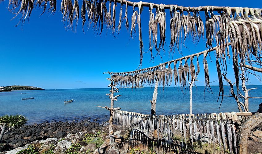 ourites en train de sécher à Rodrigues