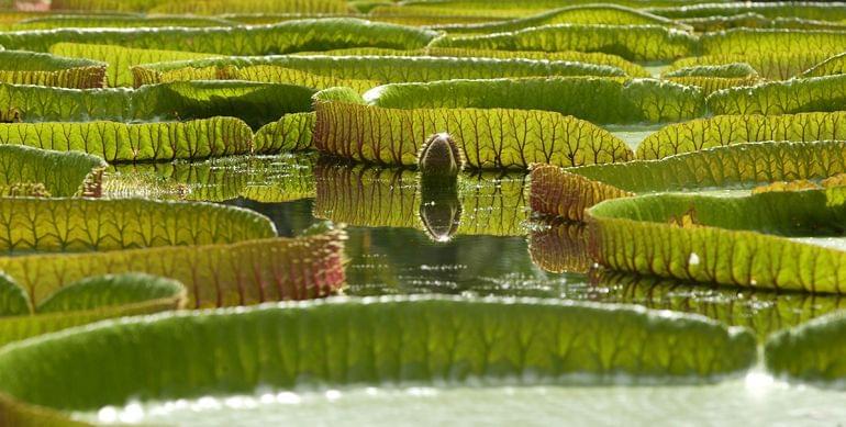fleurs jardin pamplemousse maurice