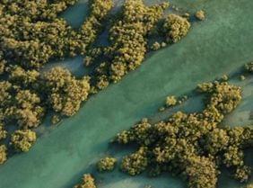 Escapade nature dans le parc national des mangroves d'Abu Dhabi