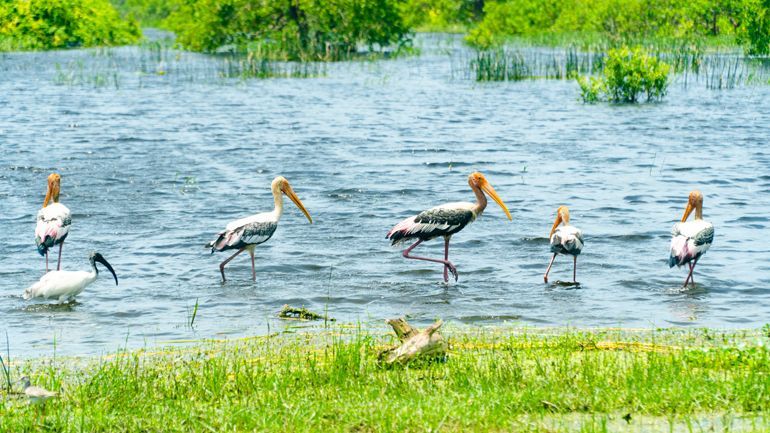 parc national kumana sri lanka