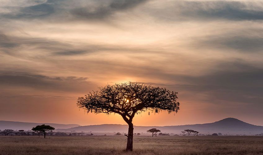 coucher de soleil sur la plaine du parc du Serengeti au Kenya